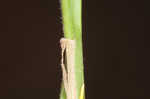 Fuzzy wuzzy sedge